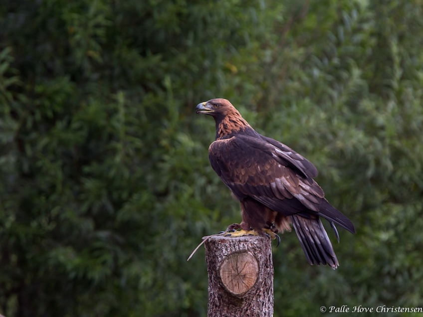 Kongeørn, Eagleworld, Tuen, August 2013