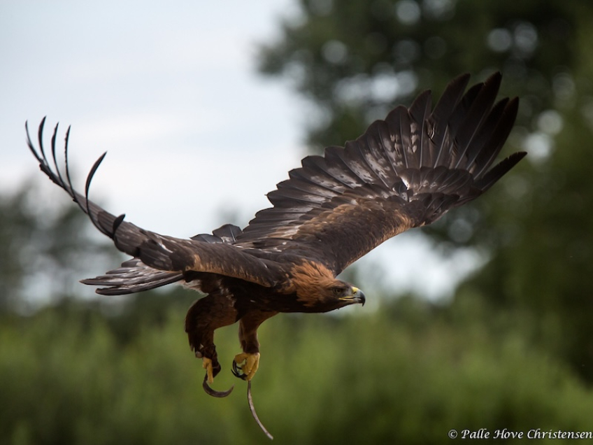 Kongeørn, Eagleworld, Tuen, August 2013