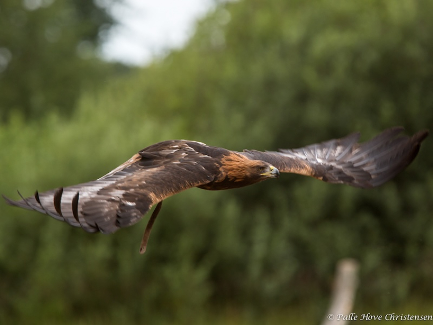 Kongeørn, Eagleworld, Tuen, August 2013