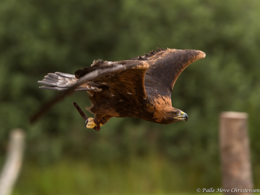Kongeørn, Eagleworld, Tuen, August 2013