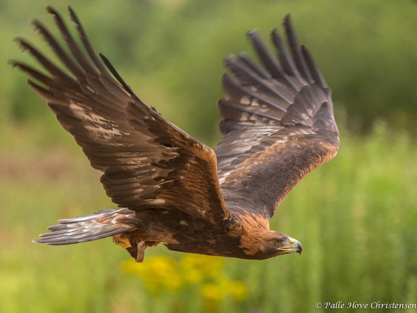 Kongeørn, Eagleworld, Tuen, August 2013