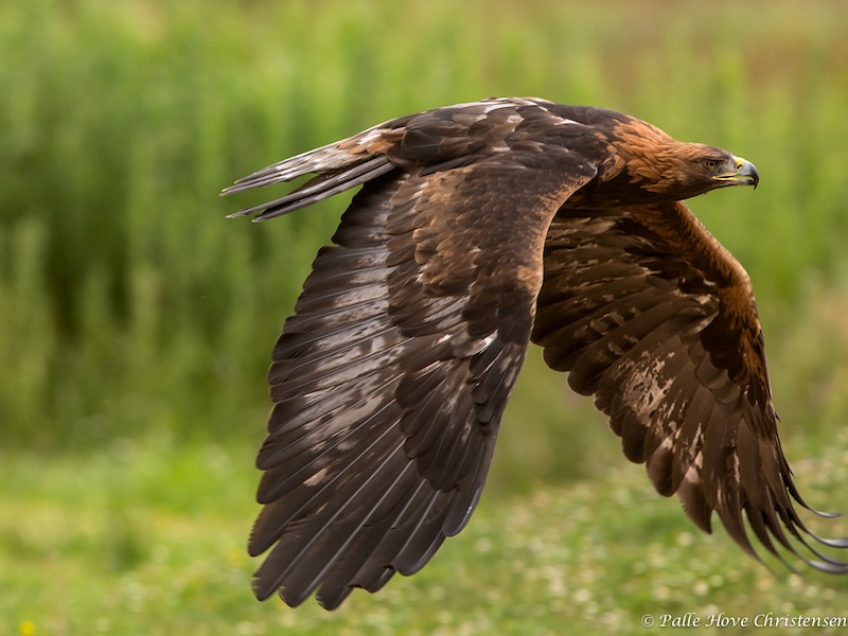 Kongeørn, Eagleworld, Tuen, August 2013