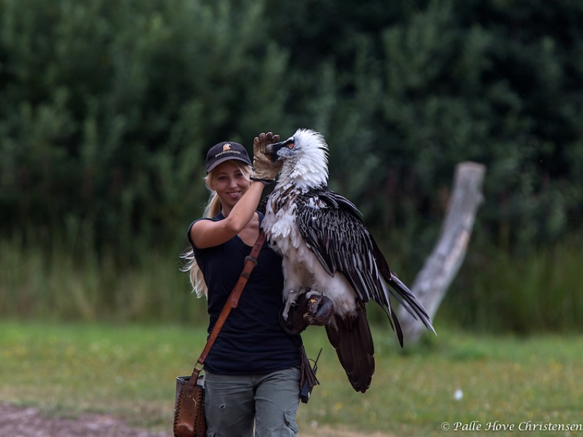 Lammegrib, Eagleworld, Tuen, August 2013