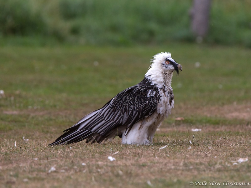 Lammegrib, Eagleworld, Tuen, August 2013