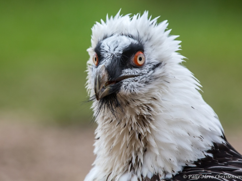 Lammegrib, Eagleworld, Tuen, August 2013