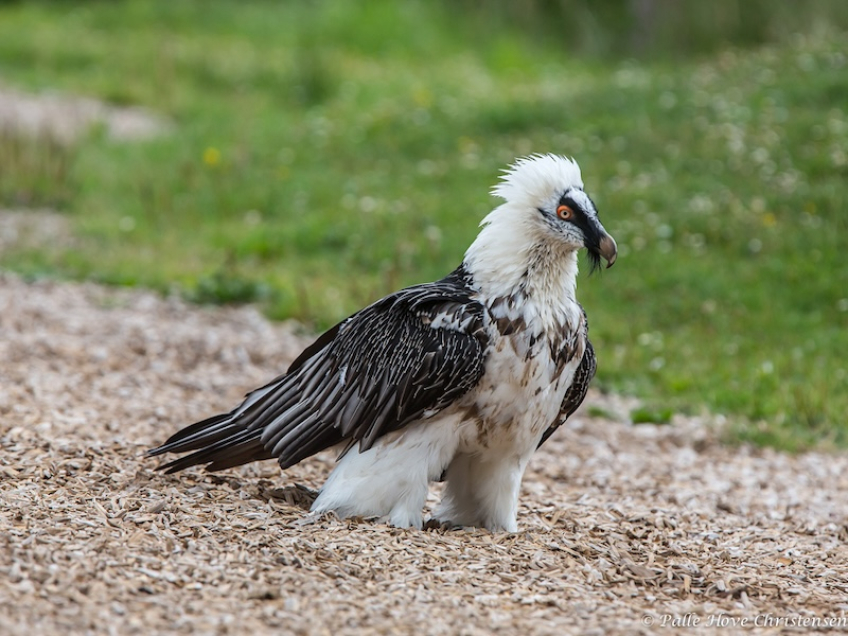 Lammegrib, Eagleworld, Tuen, August 2013