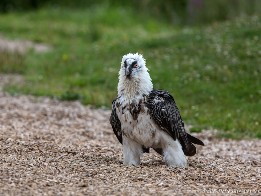 Lammegrib, Eagleworld, Tuen, August 2013