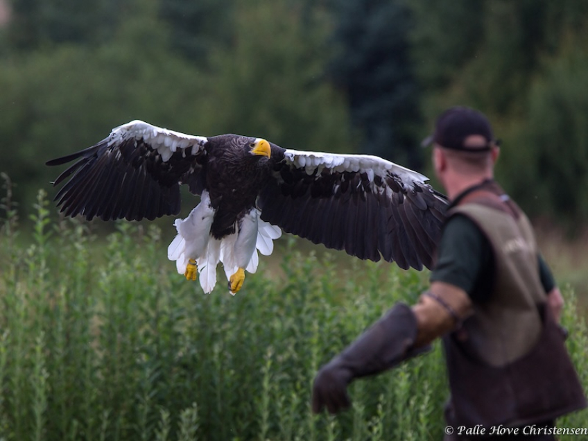 Stellers Havørn, Eagleworld, Tuen, August 2013