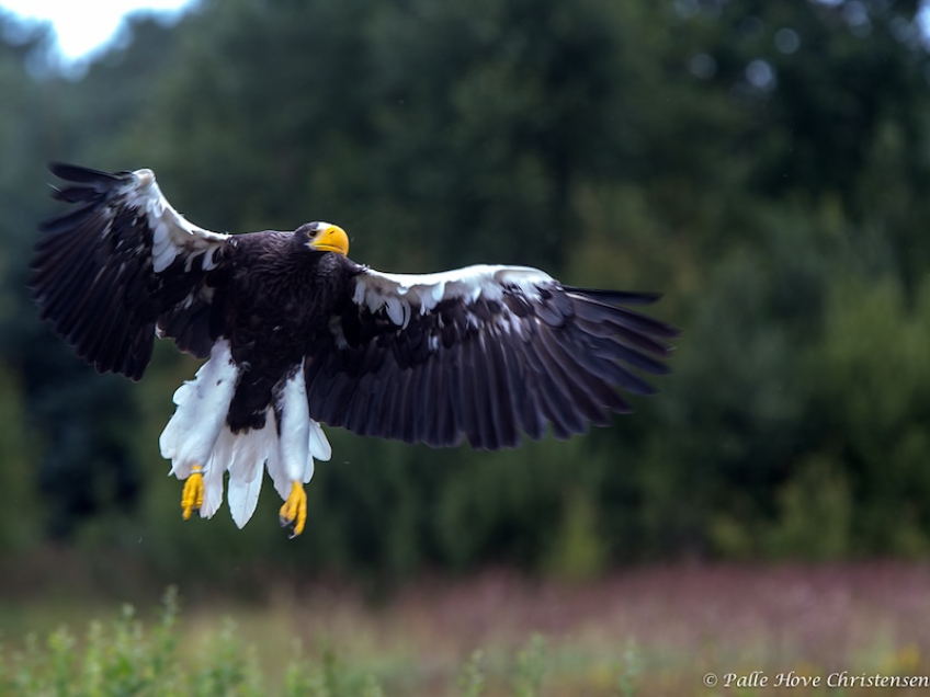 Havørn, Eagleworld, Tuen, August 2013