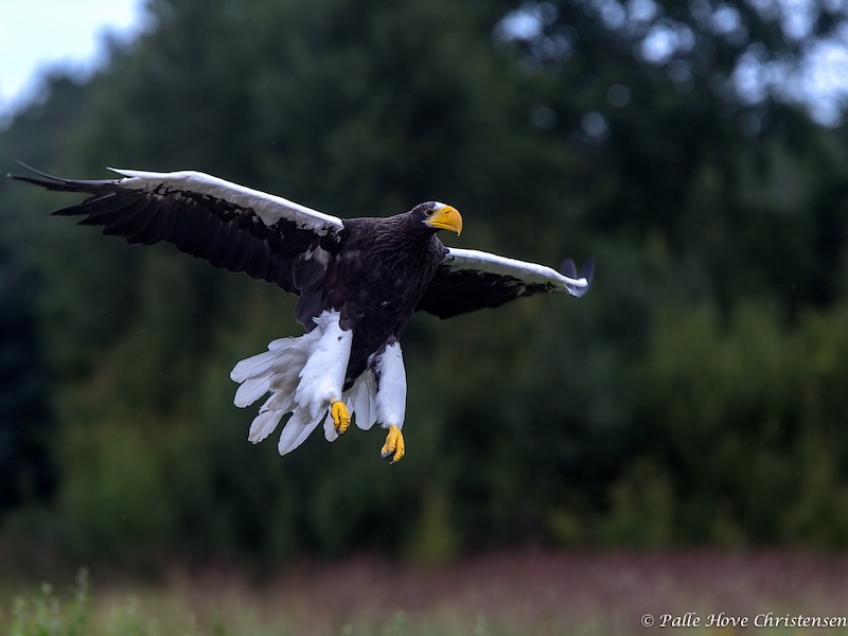 Stellers Havørn, Eagleworld, Tuen, August 2013