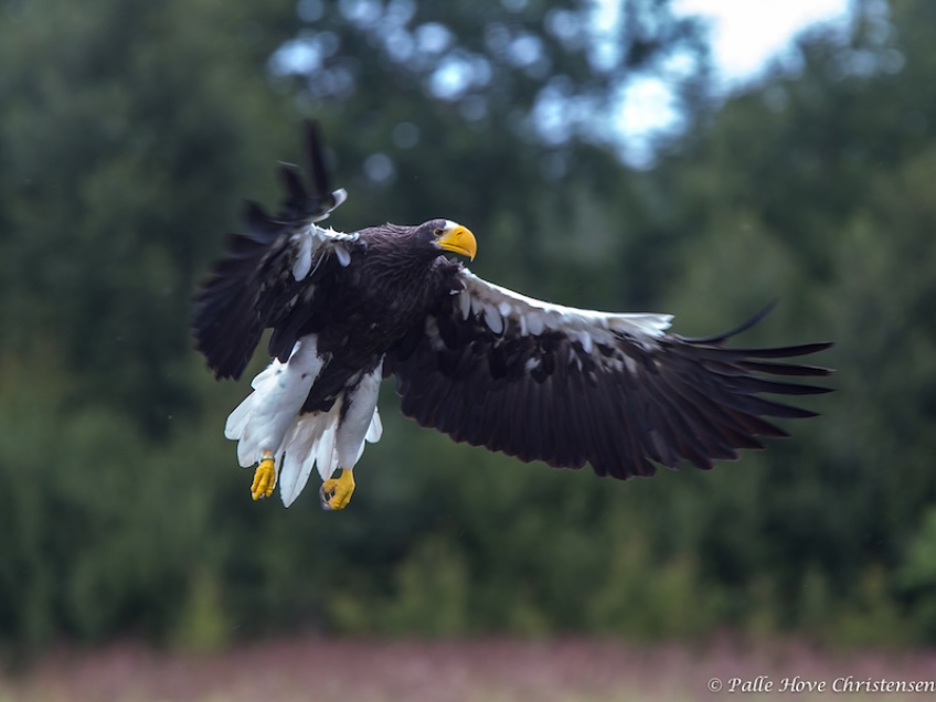 Stellers Havørn, Eagleworld, Tuen, August 2013