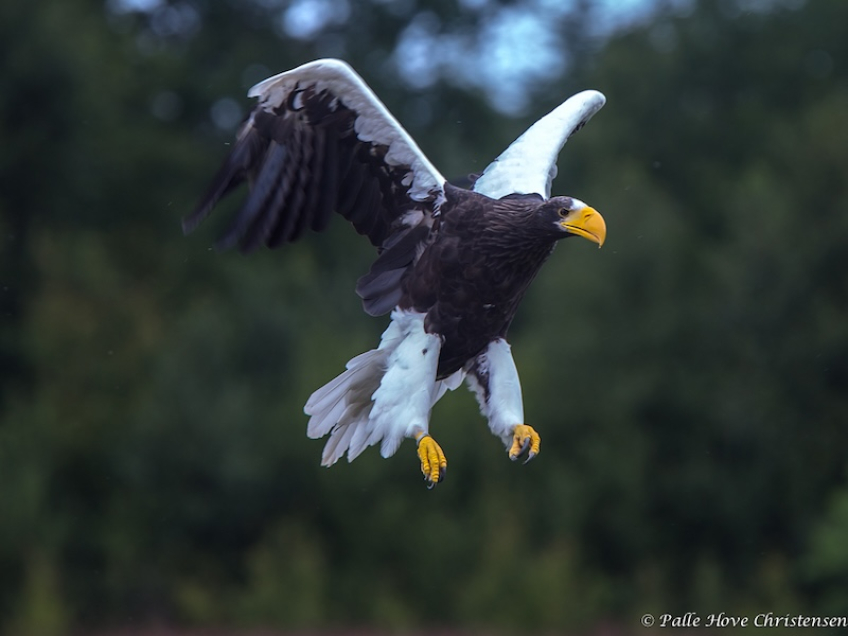 Havørn, Eagleworld, Tuen, August 2013