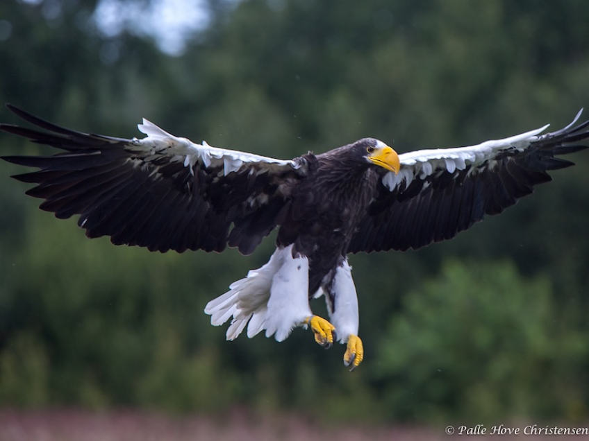 Stellers Havørn, Eagleworld, Tuen, August 2013