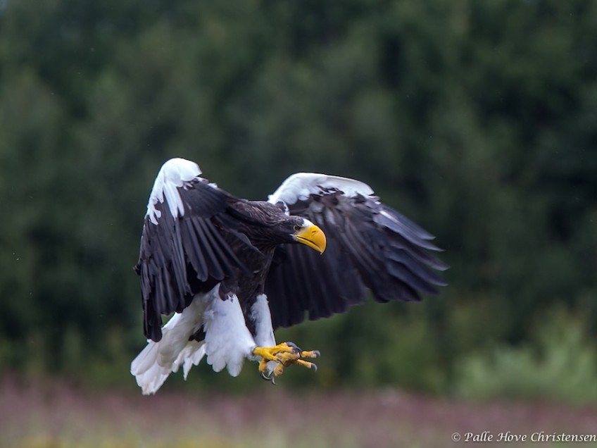 Stellers Havørn, Eagleworld, Tuen, August 2013