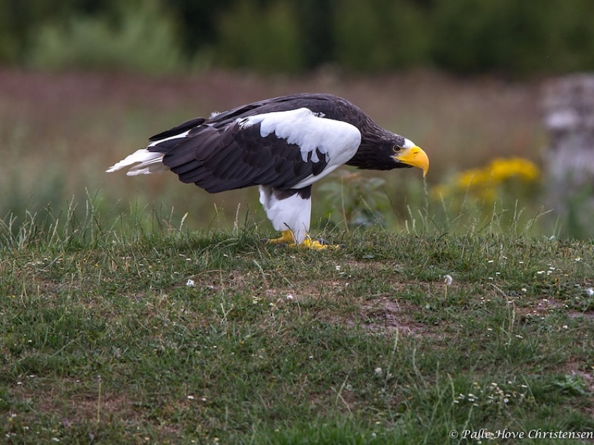 Stellers Havørn, Eagleworld, Tuen, August 2013