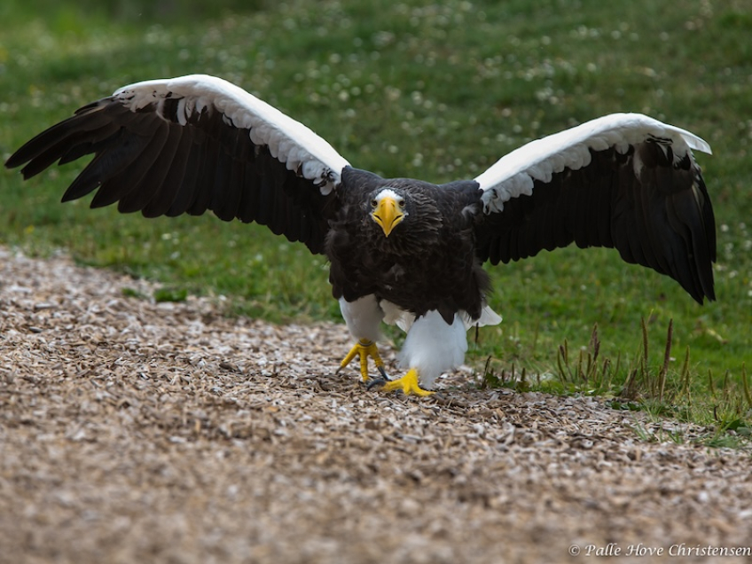 Stellers Havørn, Eagleworld, Tuen, August 2013
