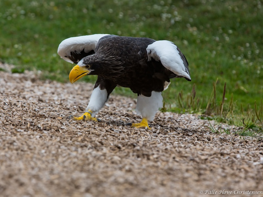 Havørn, Eagleworld, Tuen, August 2013