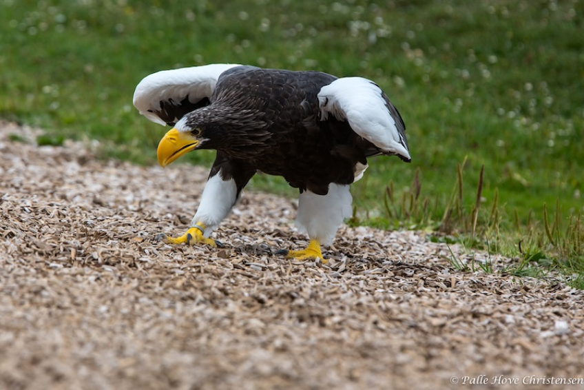 Stellers Havørn, Eagleworld, Tuen, August 2013