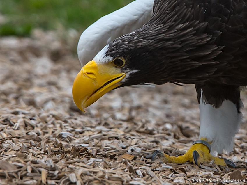 Havørn, Eagleworld, Tuen, August 2013