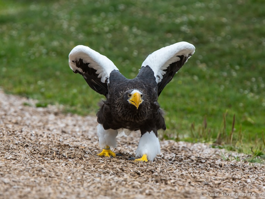 Stellers Havørn, Eagleworld, Tuen, August 2013