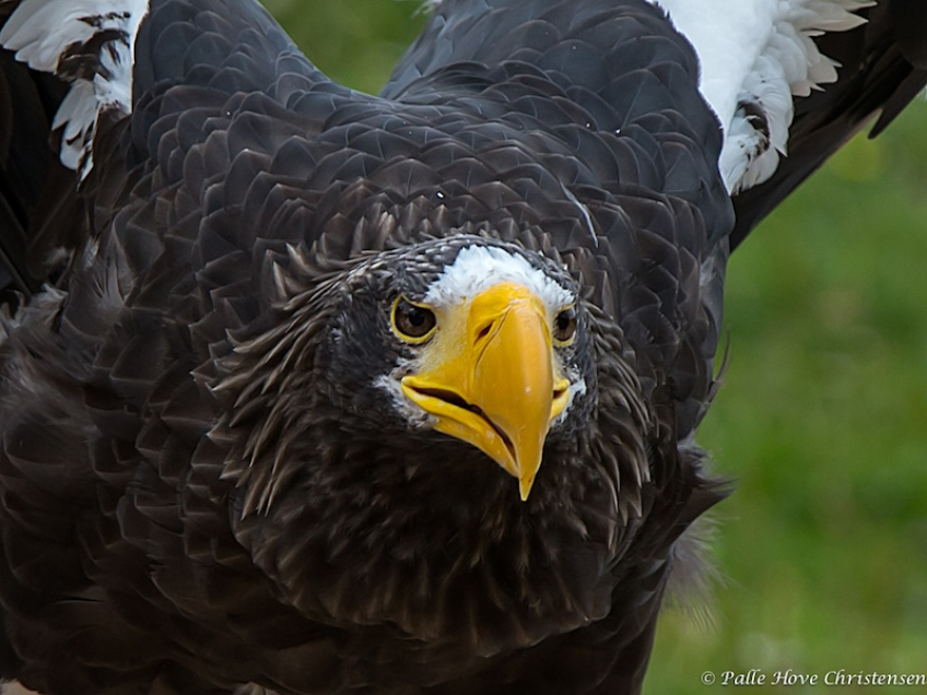 Havørn, Eagleworld, Tuen, August 2013