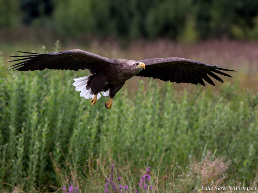 Havørn, Eagleworld, Tuen, August 2013