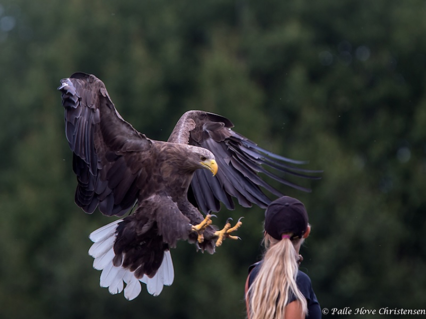 Havørn, Eagleworld, Tuen, August 2013