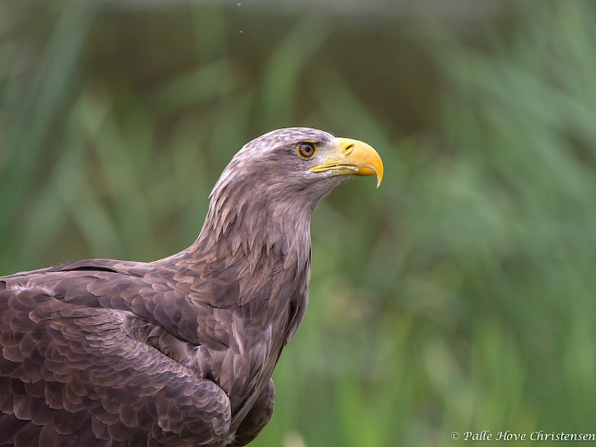 Havørn, Eagleworld, Tuen, August 2013