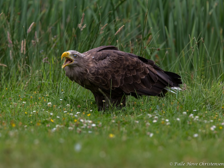 Havørn, Eagleworld, Tuen, August 2013