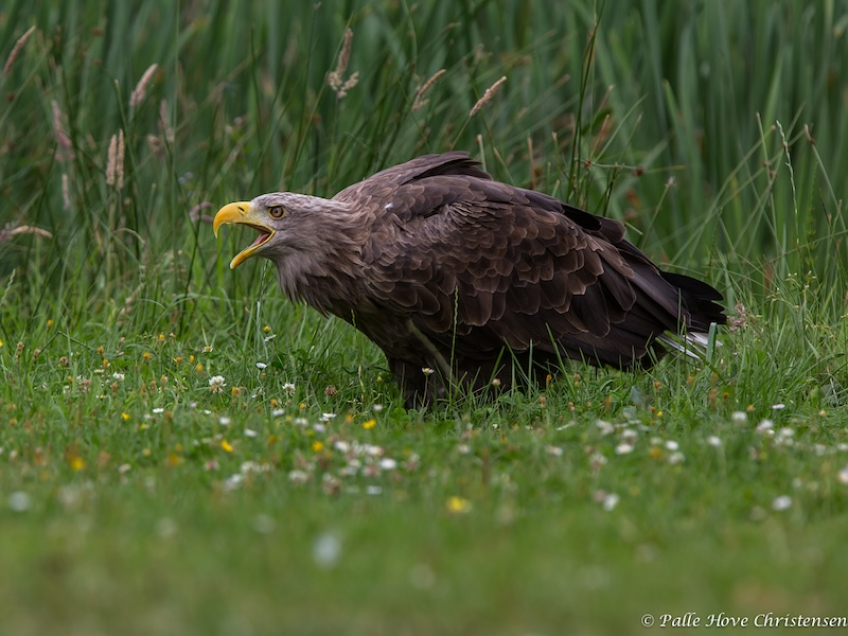 Havørn, Eagleworld, Tuen, August 2013