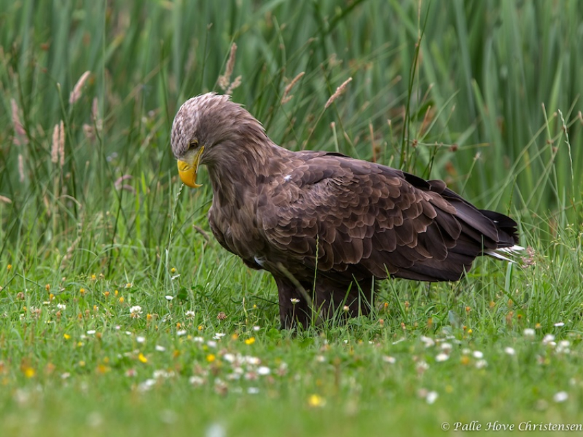 Havørn, Eagleworld, Tuen, August 2013
