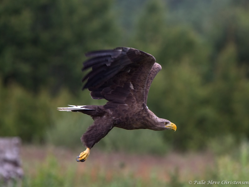 Havørn, Eagleworld, Tuen, August 2013