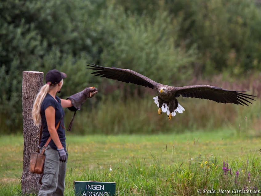 Havørn, Eagleworld, Tuen, August 2013