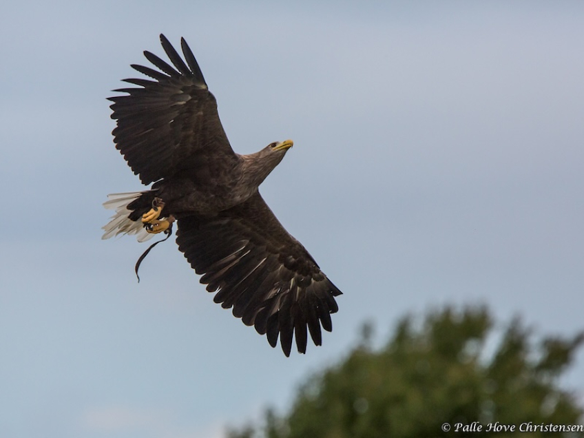 Havørn, Eagleworld, Tuen, August 2013