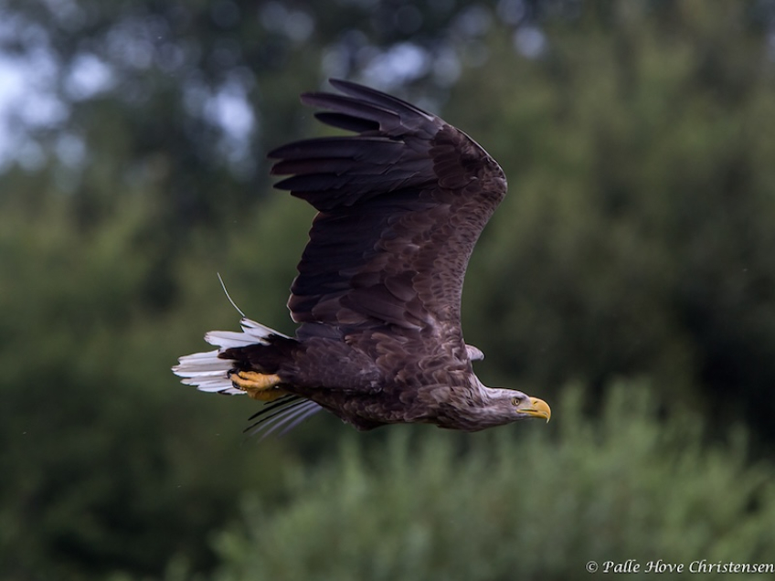 Havørn, Eagleworld, Tuen, August 2013