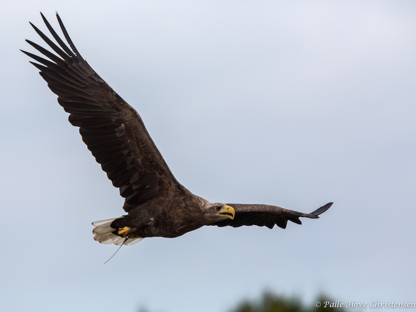 Havørn, Eagleworld, Tuen, August 2013