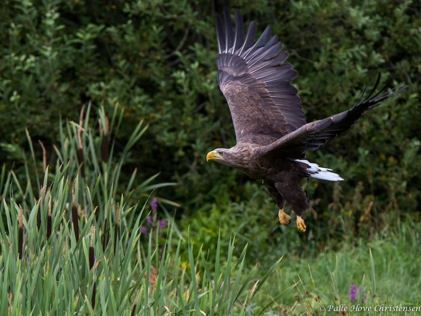 Havørn, Eagleworld, Tuen, August 2013