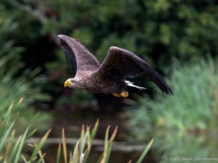 Havørn, Eagleworld, Tuen, August 2013