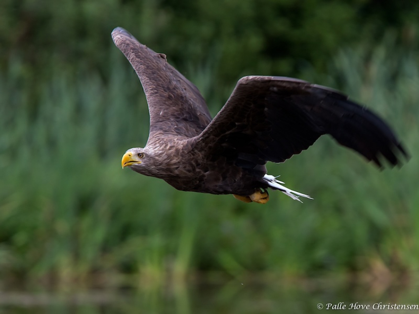 Havørn, Eagleworld, Tuen, August 2013