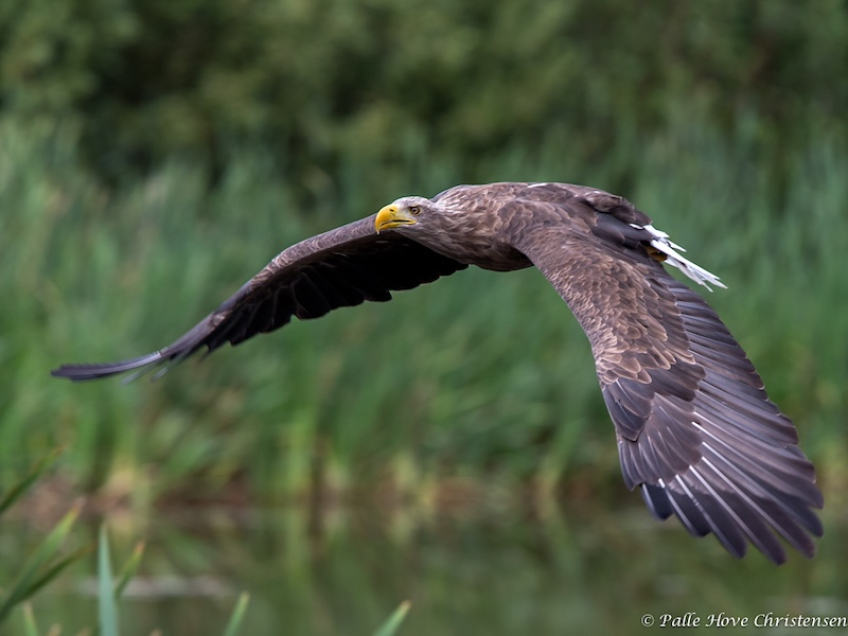 Havørn, Eagleworld, Tuen, August 2013