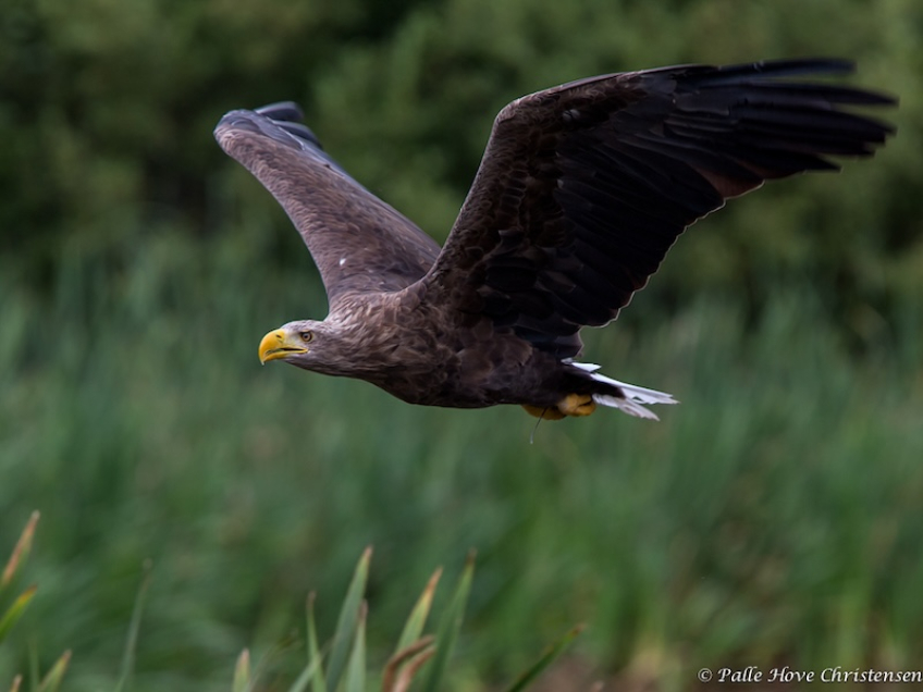 Havørn, Eagleworld, Tuen, August 2013
