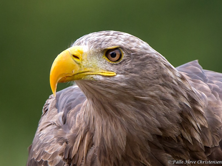 Havørn, Eagleworld, Tuen, August 2013