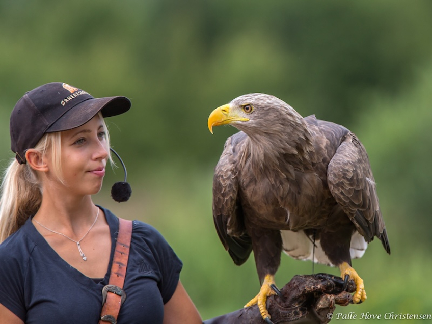 Havørn, Eagleworld, Tuen, August 2013