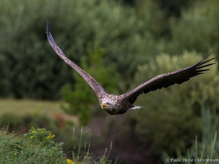 Havørn, Eagleworld, Tuen, August 2013