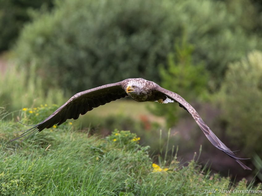 Havørn, Eagleworld, Tuen, August 2013