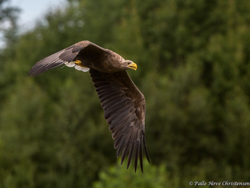 Havørn, Eagleworld, Tuen, August 2013