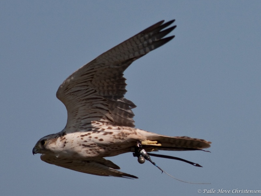 Falk, Eagleworld, Tuen, Juli 2009
