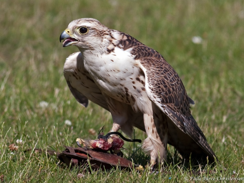 Falk, Eagleworld, Tuen, Juli 2009
