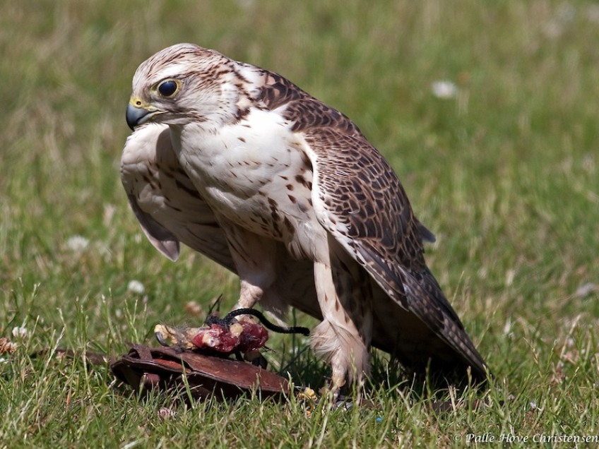 Falk, Eagleworld, Tuen, Juli 2009
