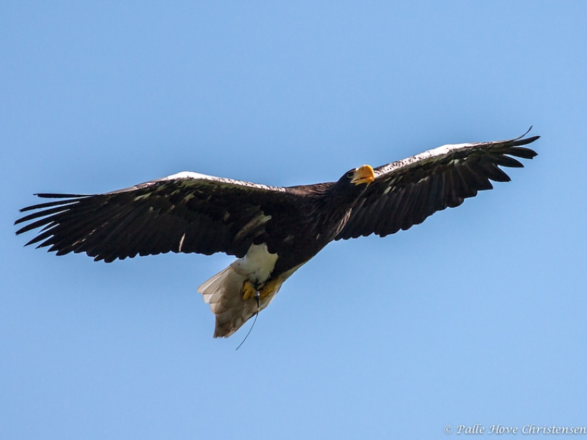 Stellers Havørn, Eagleworld, Tuen, Juli 2019